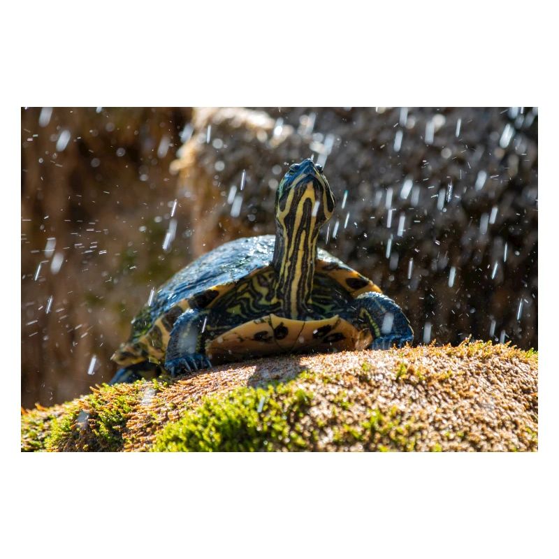 Yellow-bellied slider Trachemys scripta scripta