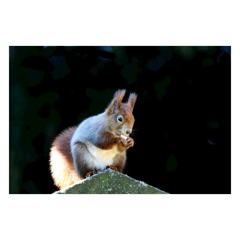 Eichhörnchen, Isibat
