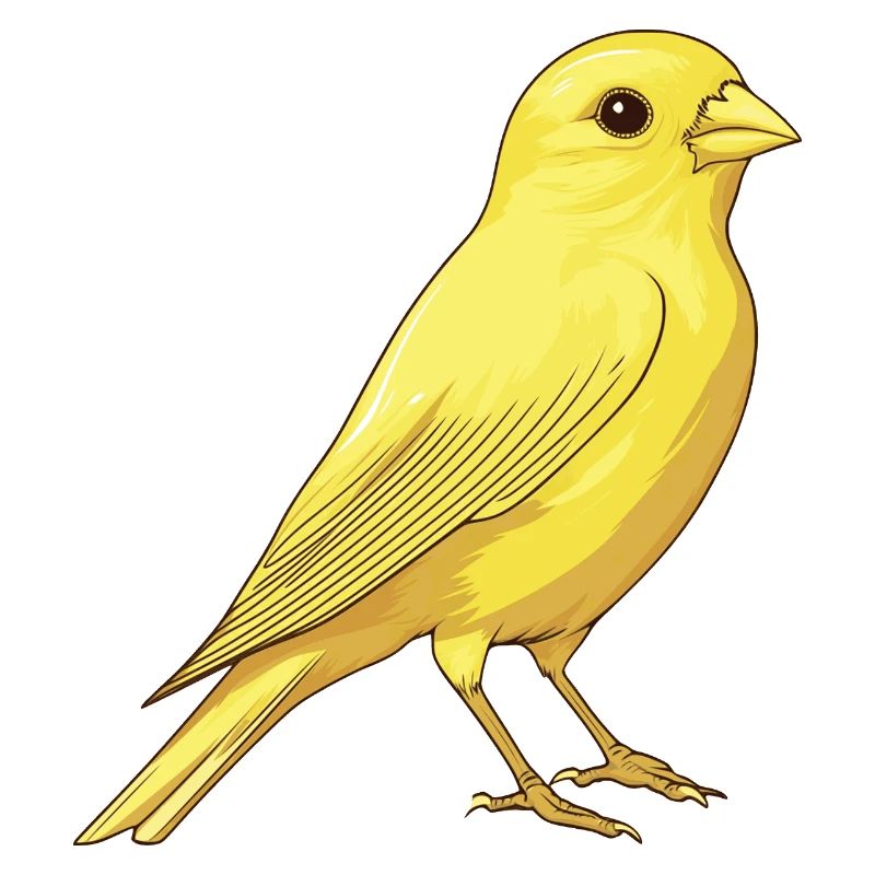 Canari