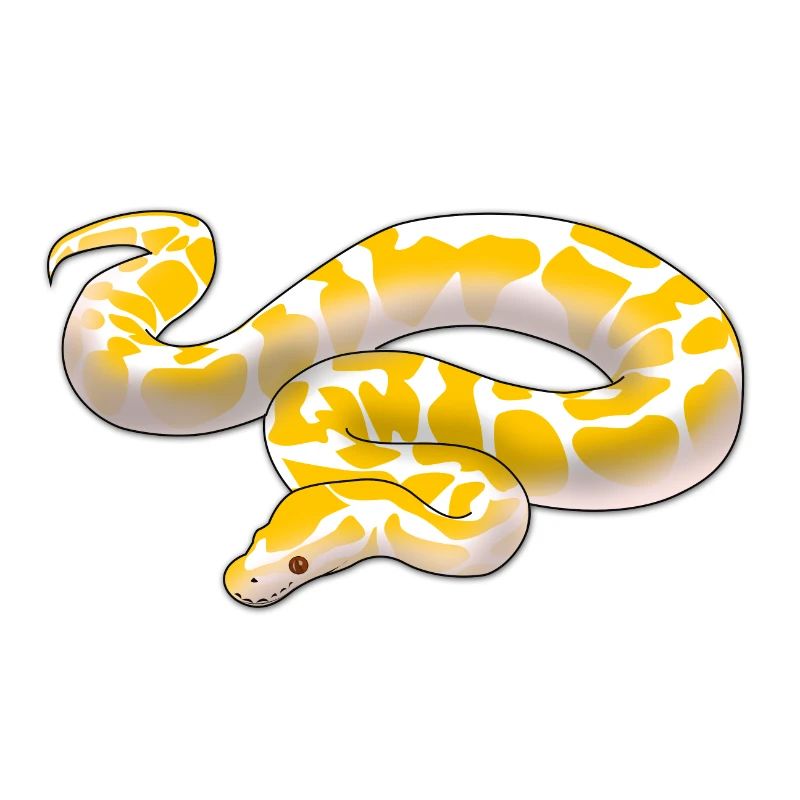 Albino Königspython Python regius ballpython motiv