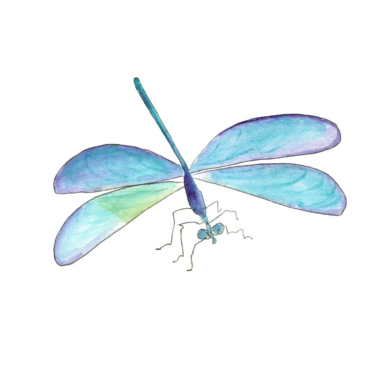 Libellule