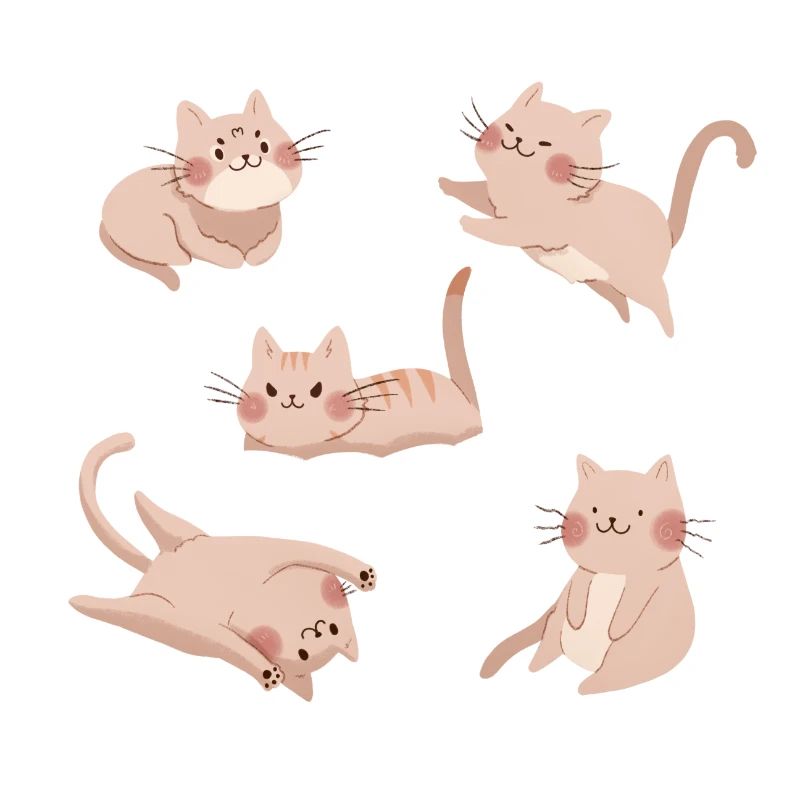 Équipage de chat blanc