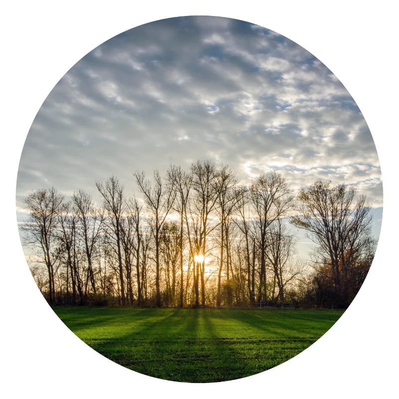 Sunlight in spring