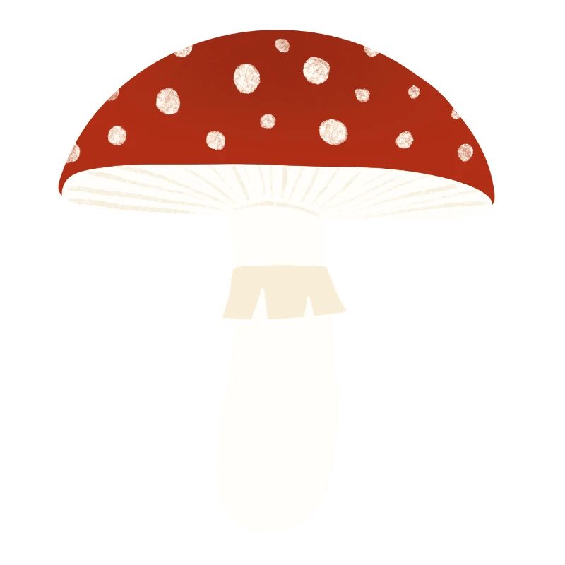Toadstool Fly Agaric Mushroom