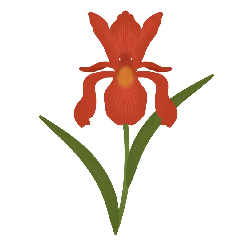 Illustration botanique d’iris