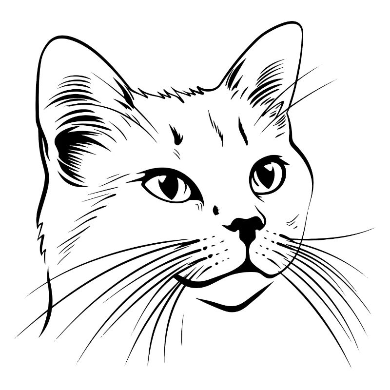 Chat, Motif De Chat, Visage De Chat