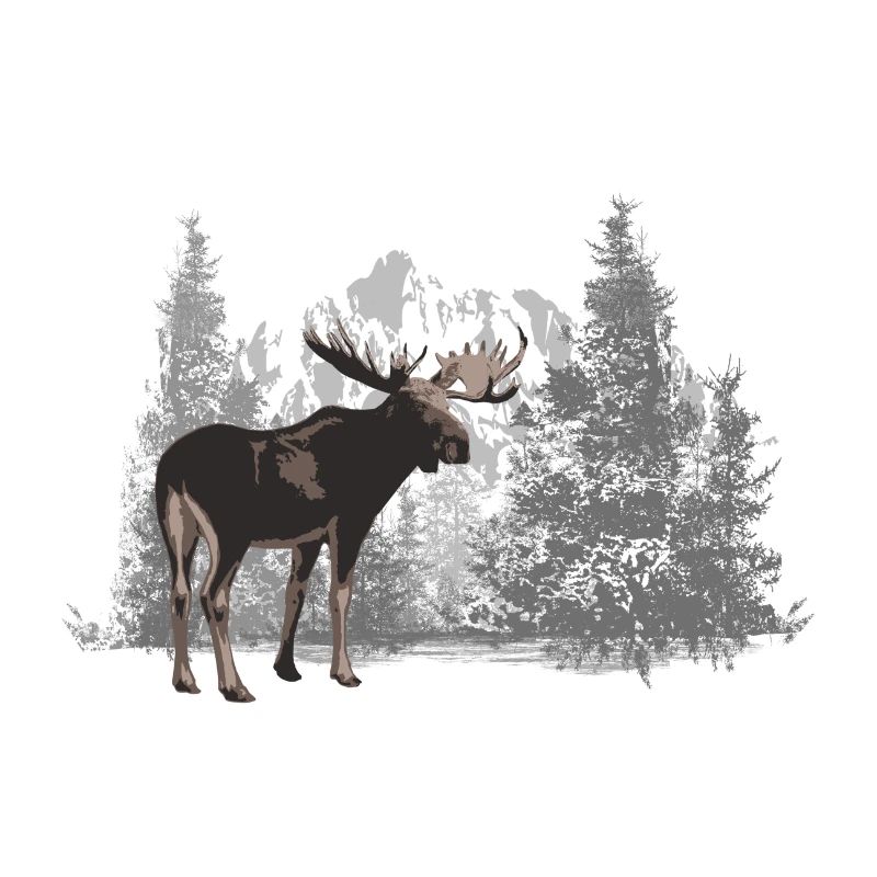 Elch - Moose