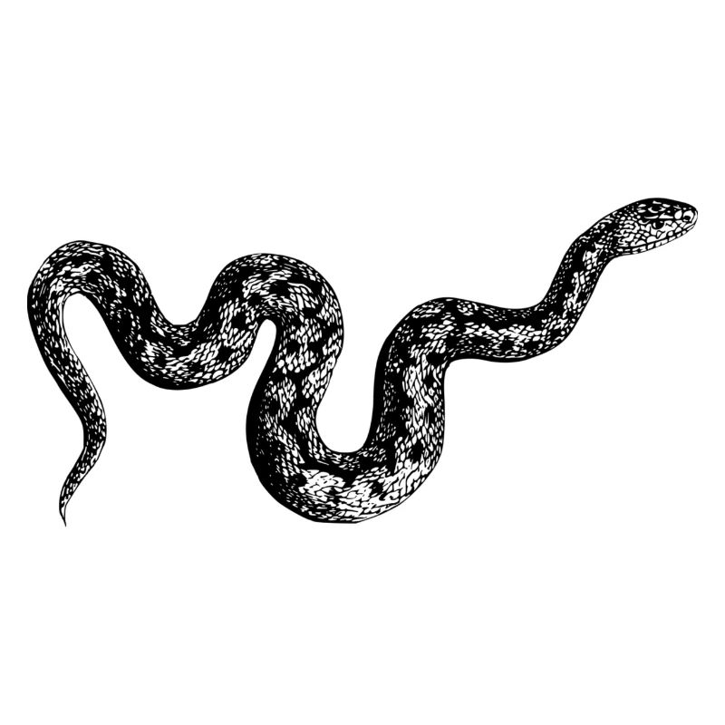 Serpent d'Anaconda