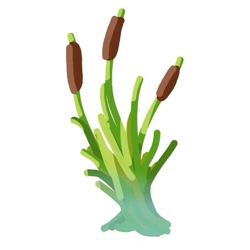 Reed