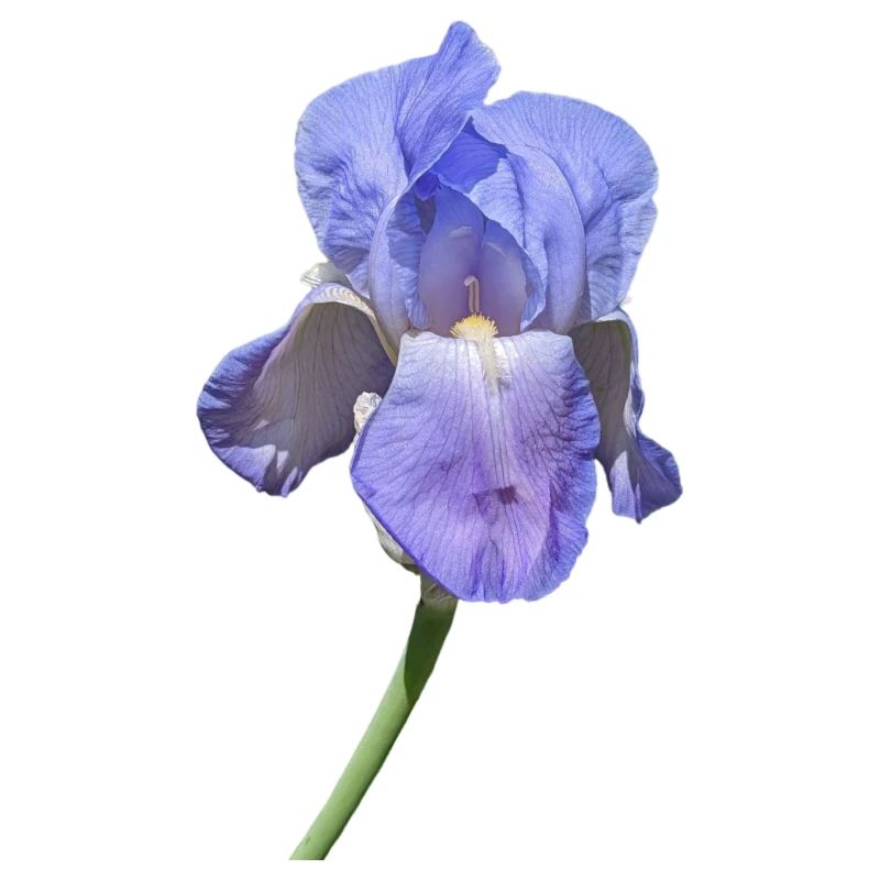Superbe iris bleu