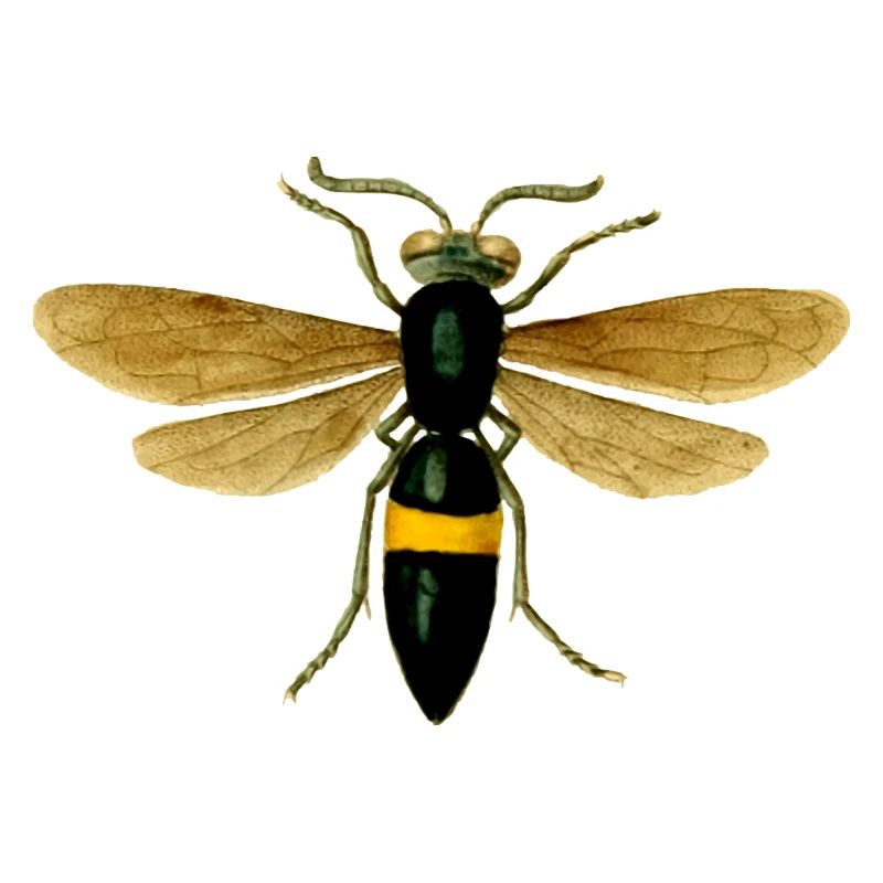 guêpe