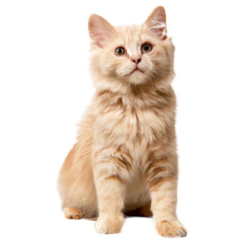 Rothaarige Katze