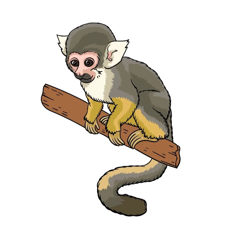 Squirrel monkey squirrel monkey primate