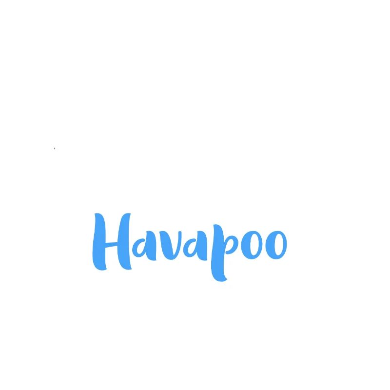 Perfekter Havapoo I Havaneser Pudel Mix