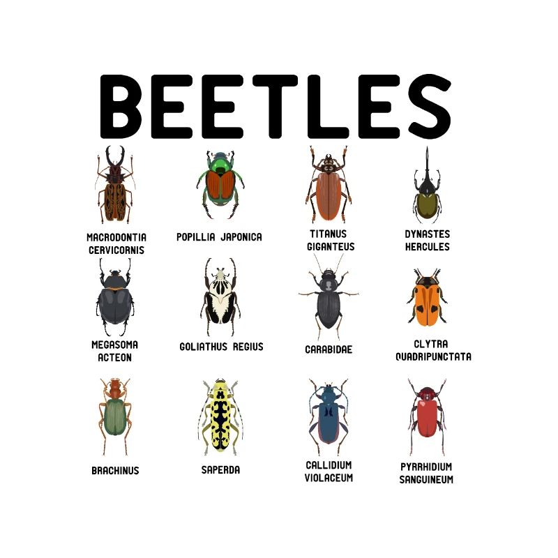 Beetles