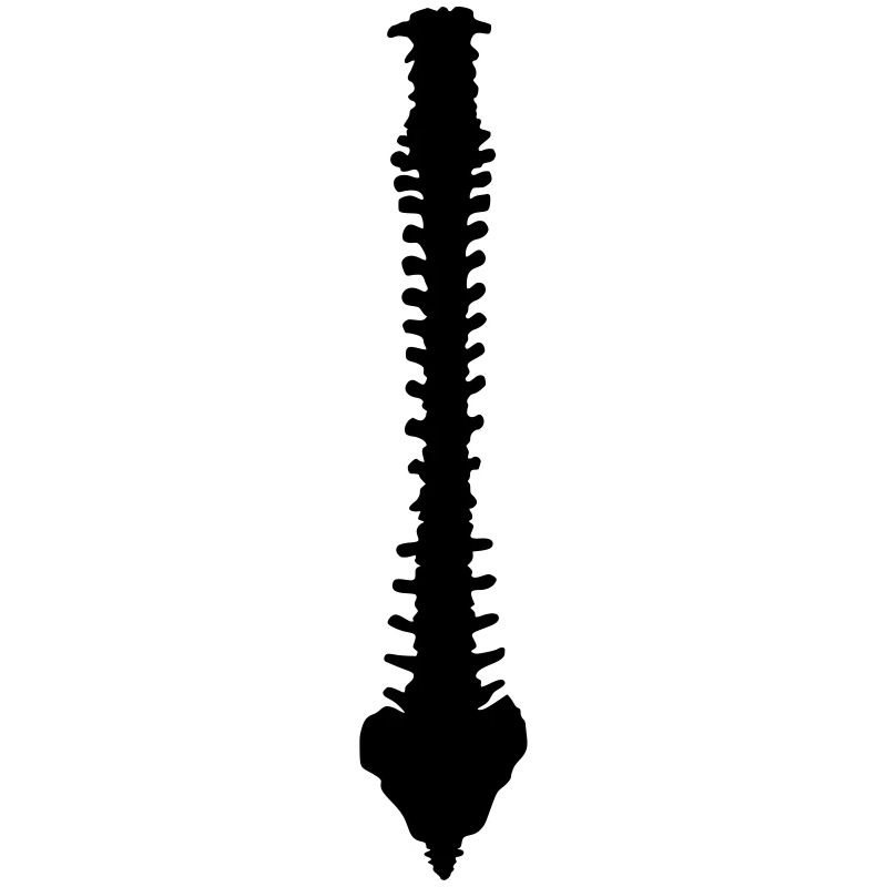 Wirbelsäule