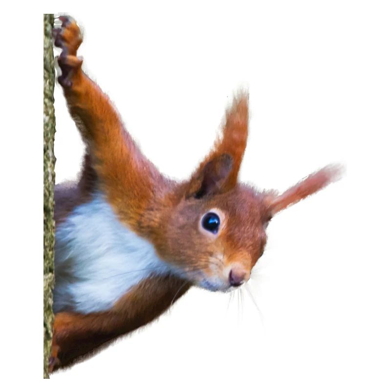 Eichhörnchen