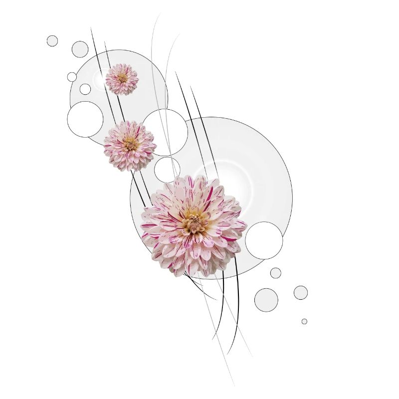 Dahlia fleurit gris