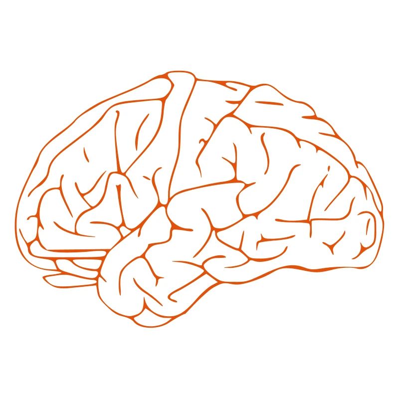 Brain