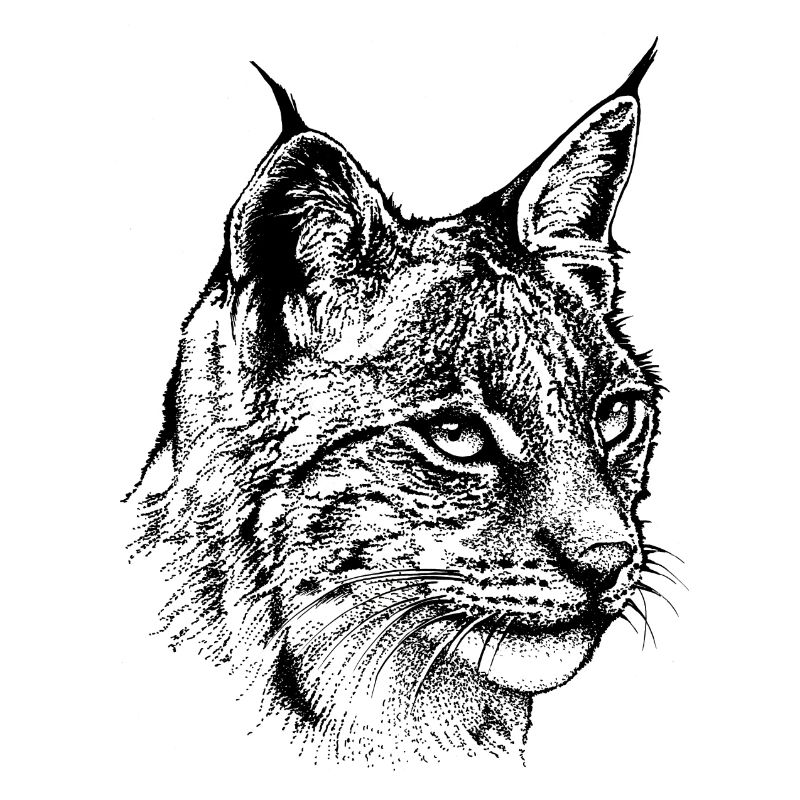 Luchs