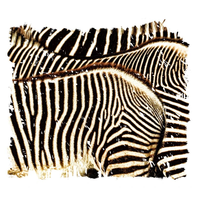 Zebra mit weißen oder schwarzen Streifen?