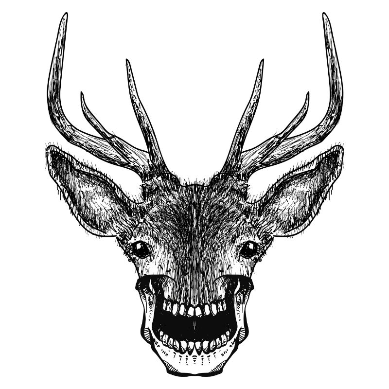 Crâne de cerf