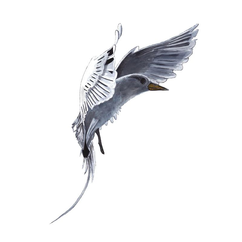 Queue Oiseau tropical