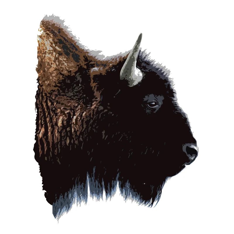 bison