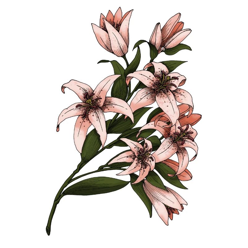 Lys - Lily