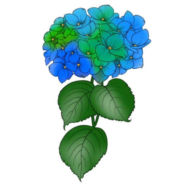 hydrangea, plant, flower, colorful, spring, nature