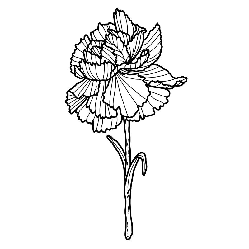 Œillet de fleur