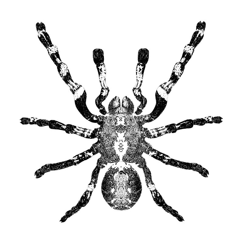 Araignée, arachnide