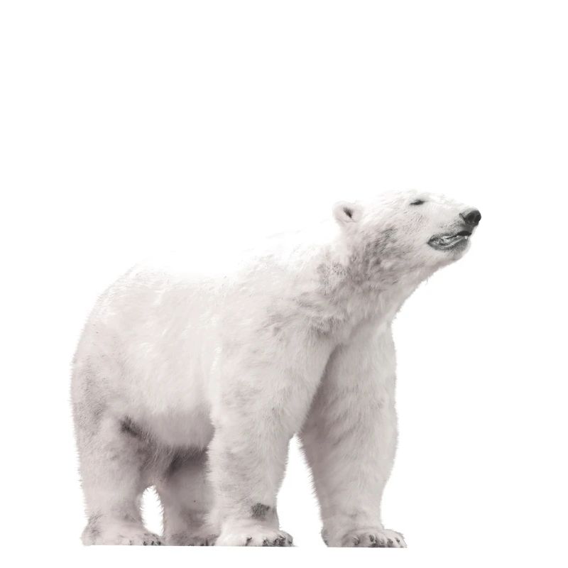 Pas de plan B Protestation Protection du climat Polar Bear World