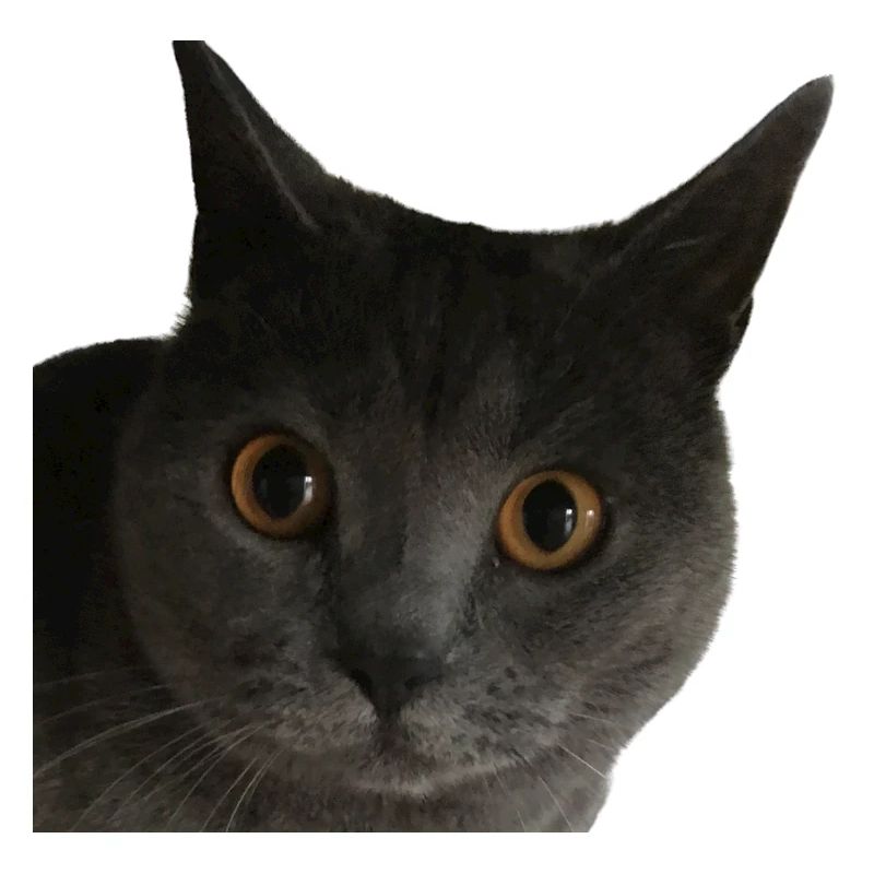 chat gros plan