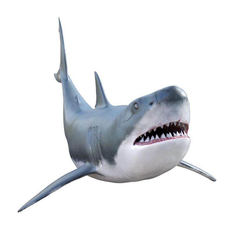 Requin blanc, requin