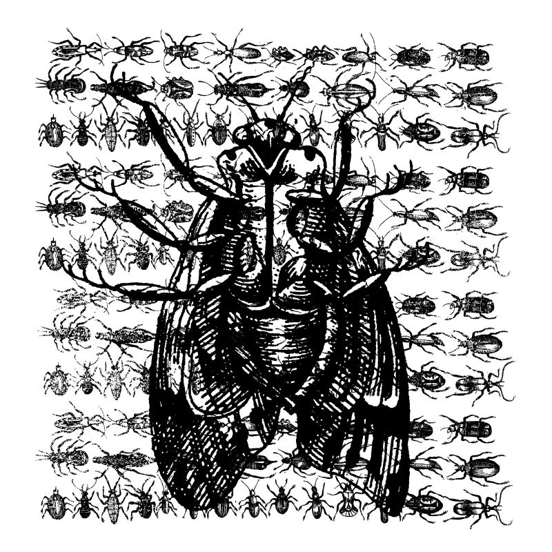 Moth with insects