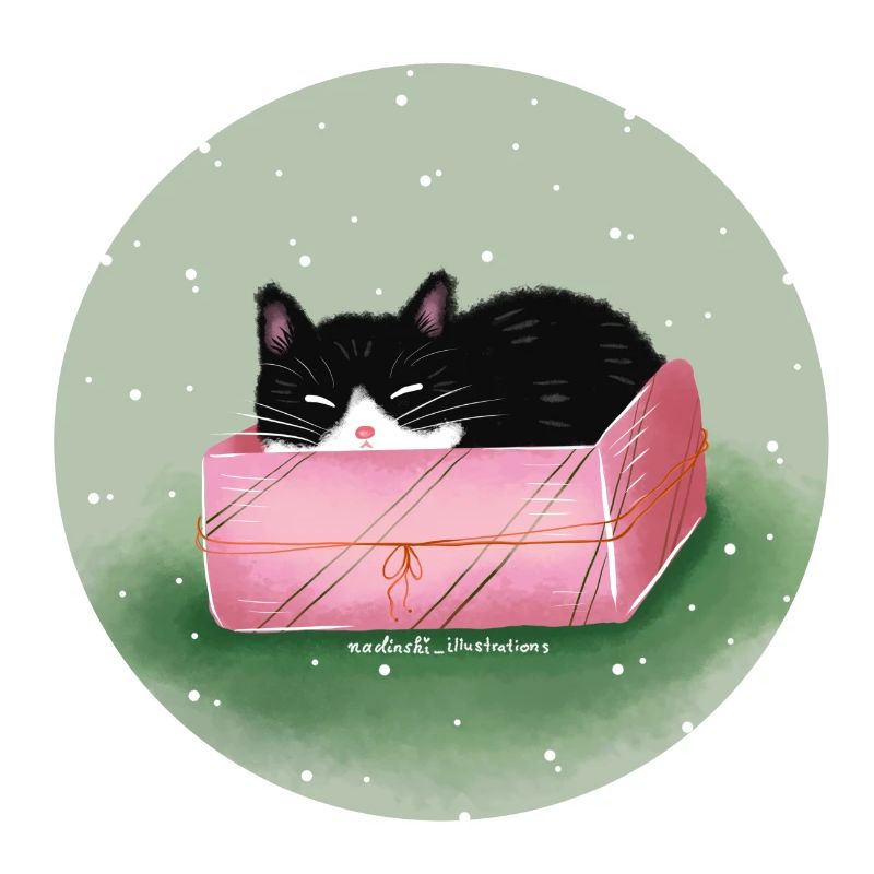 Chat dans la boîte