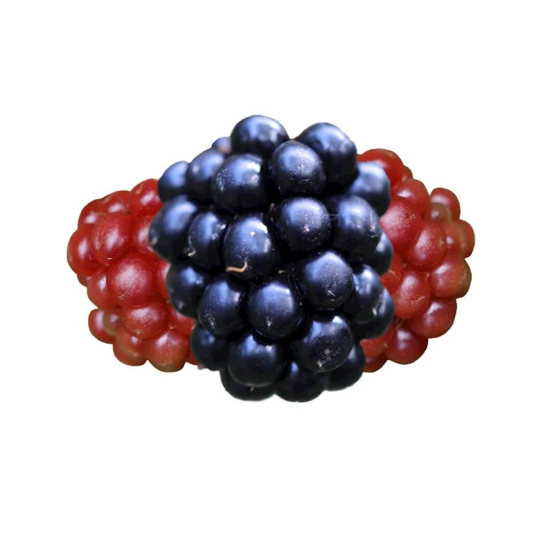 Brombeere Brombeeren Beeren Früchte
