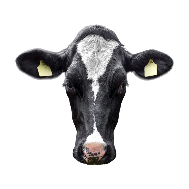 Vache stupide