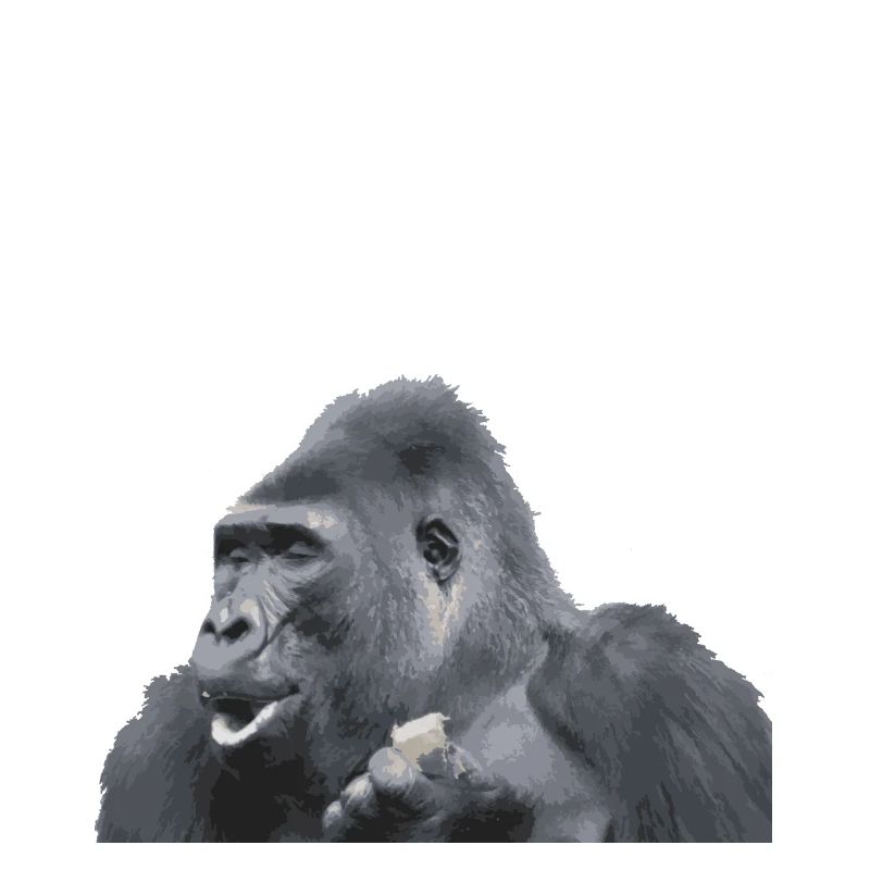 Singe gorille à dos argenté