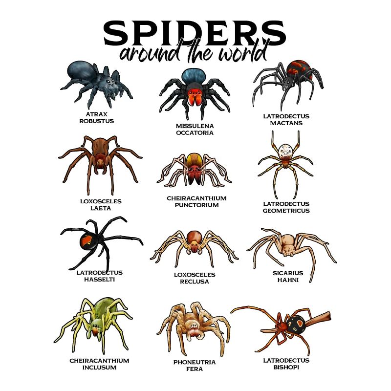 Araignées dans le monde - Araignées