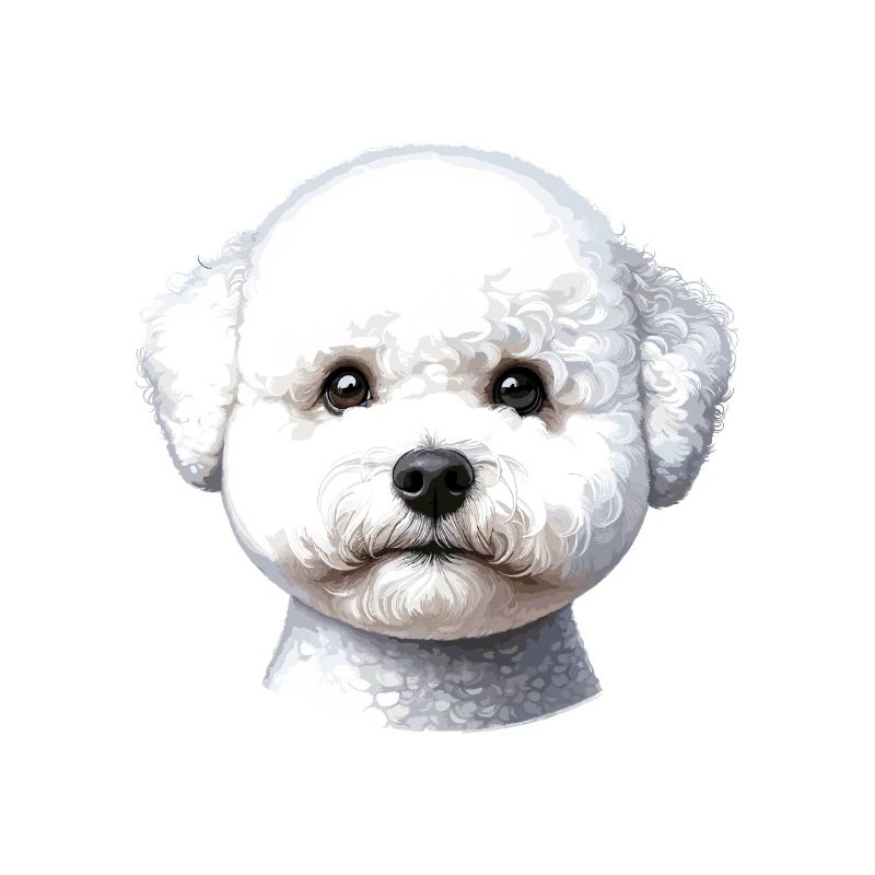 Visage de chien - Bichon Frisé