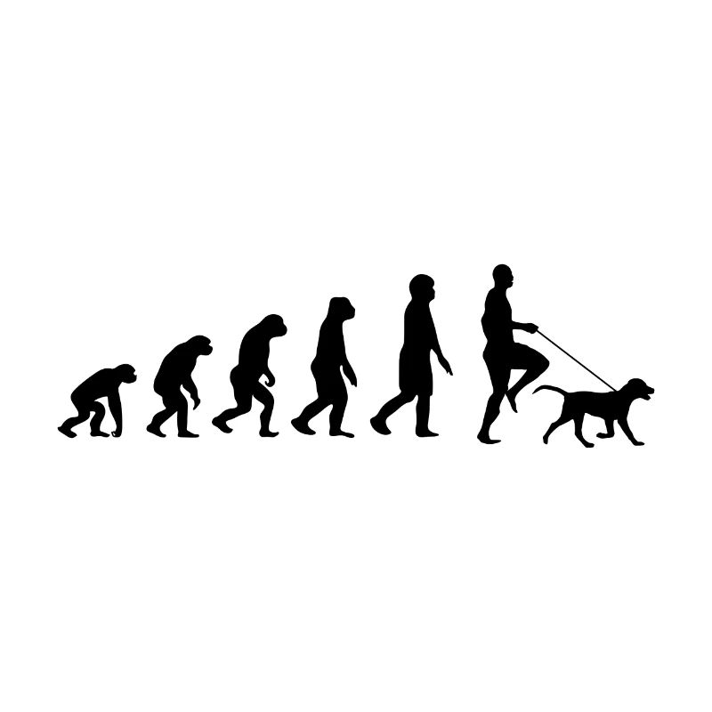 Labrador Evolution