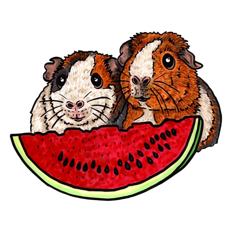 Cochons d’Inde avec la pastèque