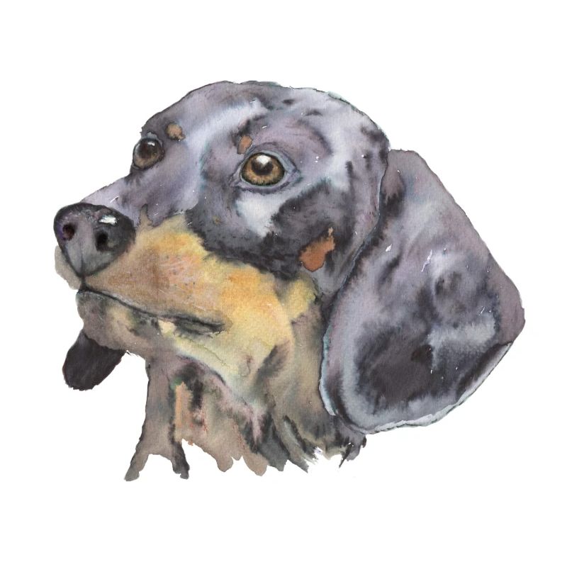 dachshund