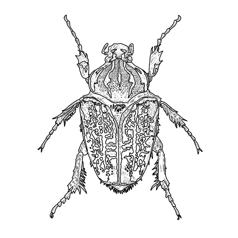 Kaefer: Goliath beetle, scarab