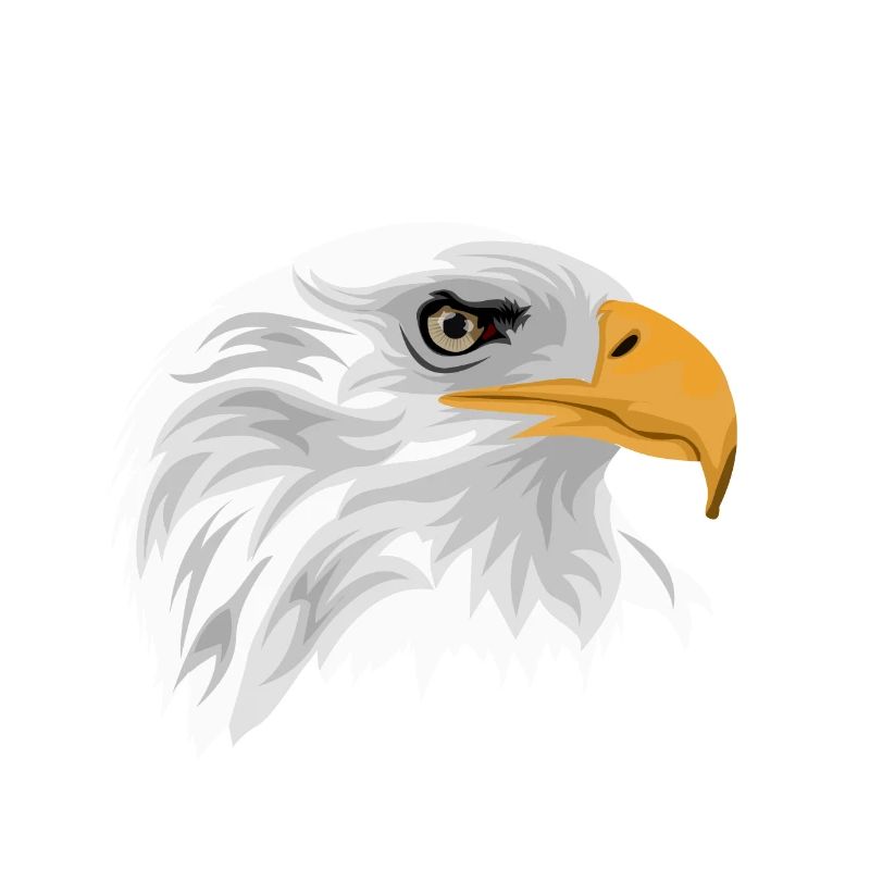 Bald eagle head with beak as a drawing