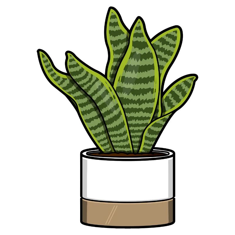 Sansevieria Futura Superba - Bowstring Hemp