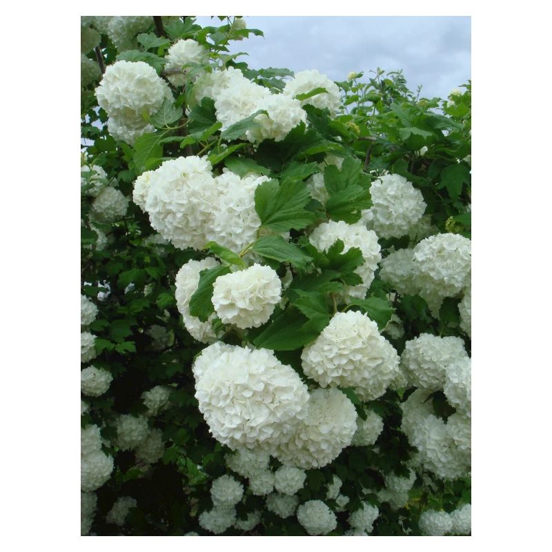 Snowball branches white - Spring
