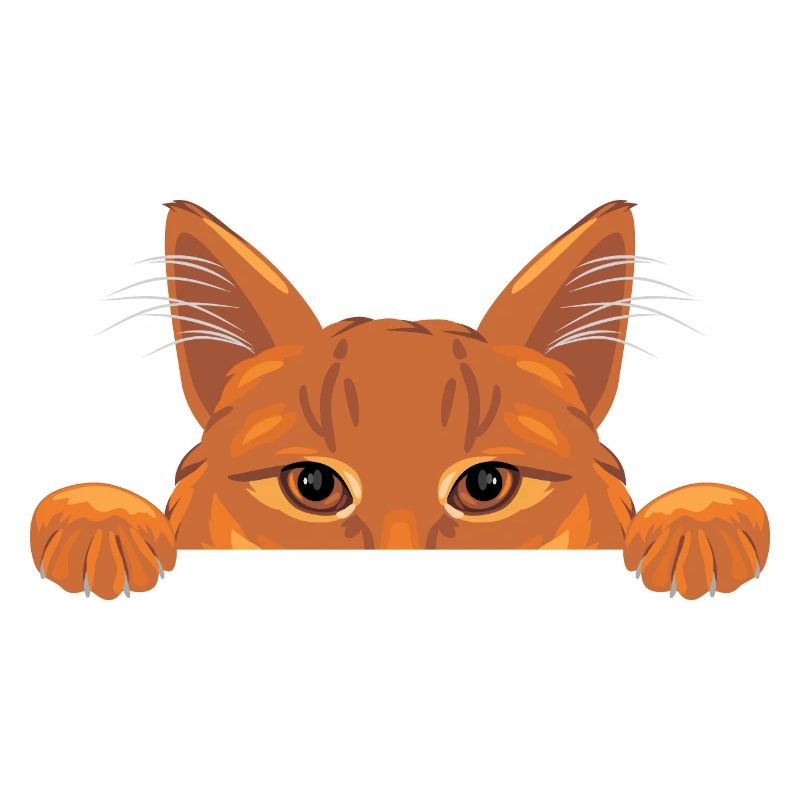 Chat au gingembre